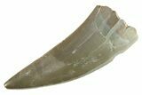 Serrated, Triassic Reptile (Postosuchus?) Tooth - Arizona #284242-1